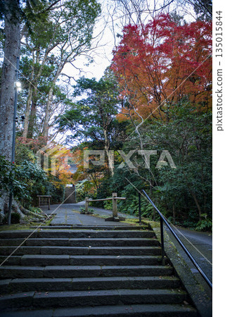 Kamakura 251223 Myohonji Temple 4 Autumn leaves Kamakura 251223 Myohonji Temple 4 Autumn leaves 135015844