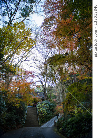Kamakura 251223 Myohonji Temple 6 Autumn leaves Kamakura 251223 Myohonji Temple 6 Autumn leaves 135015846