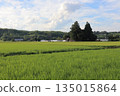 Rural landscape 135015864