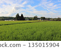 Rural landscape 135015904