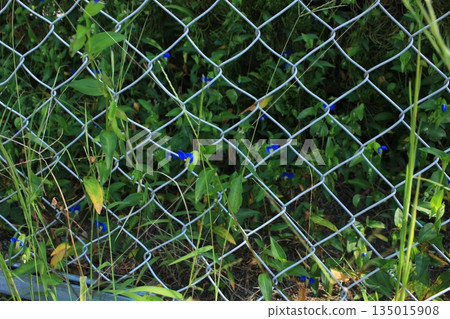 I took a photo of the flowers entangled on the fence. I took a photo of the flowers entangled on the fence. 135015908