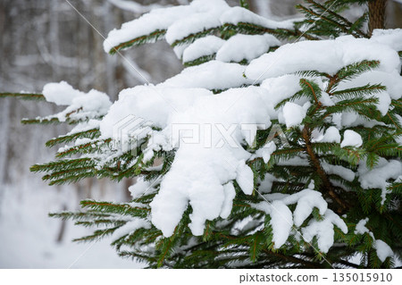 Snow lies on green spruce branches in a peaceful winter forest, creating a natural cold season background with soft light and calm seasonal mood. Suitable for holiday, winter nature and outdoor themes Snow lies on green spruce branches in a peaceful winter forest, creating a natural cold season background with soft light and calm seasonal mood. Suitable for holiday, winter nature and outdoor themes 135015910