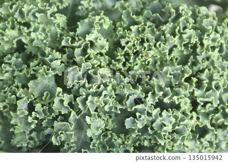fresh green Curly Kale vegetable salad with drop of water arranging on plate fresh green Curly Kale vegetable salad with drop of water arranging on plate 135015942