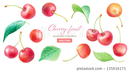 Watercolor cherry and leaf illustration set - decorative material (vector) Watercolor cherry and leaf illustration set - decorative material (vector) 135016171