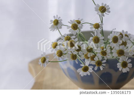 Matricaria flowers arranged in a container on a white background (soft light, with space) 135016173