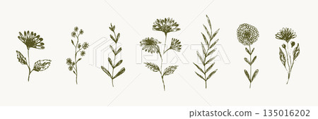 Set of delicate sketch engraved textured hand drawn dark green outline daisy flowers silhouettes. Vintage outline floral elements for women poster and greeting card design, banner, logo, sticker 135016202