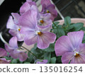 I took a photo of a purple pansy. 135016254