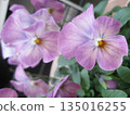 I took a photo of a purple pansy. 135016255