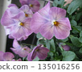 I took a photo of a purple pansy. 135016256
