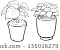 Simple illustration, line drawing, houseplant 135016279