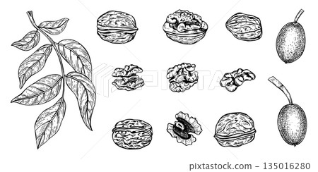 Walnuts set vector line ink illustration. Hand drawn leaf branch, ripening pods in shell, peeled nuts and open walnut kernel monochrome realistic graphic black and white sketch clip art. Walnuts set vector line ink illustration. Hand drawn leaf branch, ripening pods in shell, peeled nuts and open walnut kernel monochrome realistic graphic black and white sketch clip art. 135016280