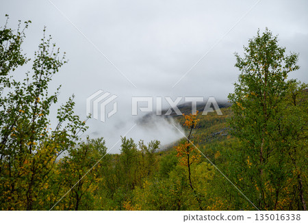Misty mountain slope with autumn birch forest in Finnish Lapland 135016338