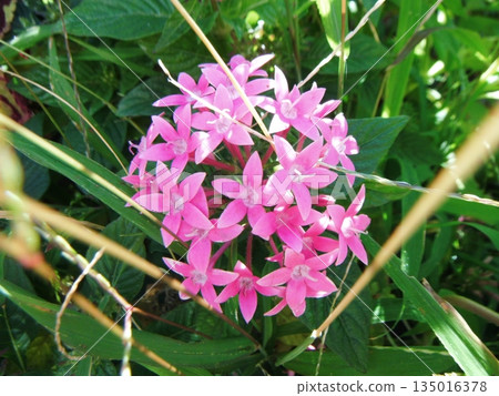 可愛的粉紅色五朵花 135016378