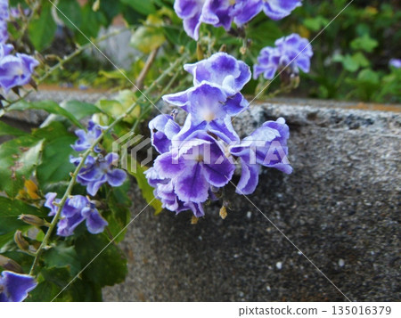 路邊盛開的連翹花 135016379