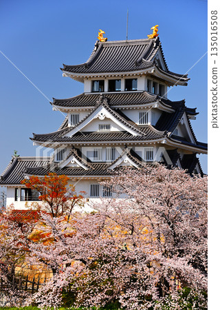 Cherry blossoms in full bloom and Sunomata Ichiya Castle, associated with Toyotomi Hideyoshi 4 135016508
