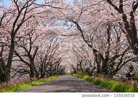 Cherry blossom tunnel and walking path [Sai River bank in Sunomata district] 135016510