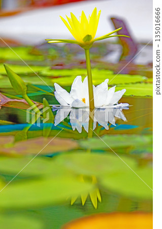 Flowers around the house - a variety of seasons - beautiful water lilies have bloomed in the greenhouse of the aquatic botanical garden Flowers around the house - a variety of seasons - beautiful water lilies have bloomed in the greenhouse of the aquatic botanical garden 135016666