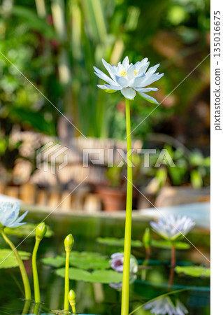 Flowers around the house - a variety of seasons - beautiful water lilies have bloomed in the greenhouse of the aquatic botanical garden Flowers around the house - a variety of seasons - beautiful water lilies have bloomed in the greenhouse of the aquatic botanical garden 135016675