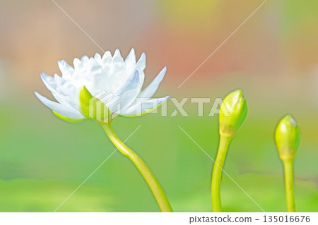 Flowers around the house - a variety of seasons - beautiful water lilies have bloomed in the greenhouse of the aquatic botanical garden Flowers around the house - a variety of seasons - beautiful water lilies have bloomed in the greenhouse of the aquatic botanical garden 135016676