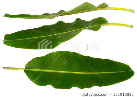 banana leaf isolated on white background 135016825