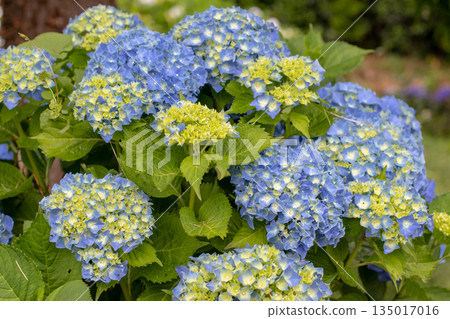 Light blue hydrangea blooms with pale yellow buds in garden 135017016