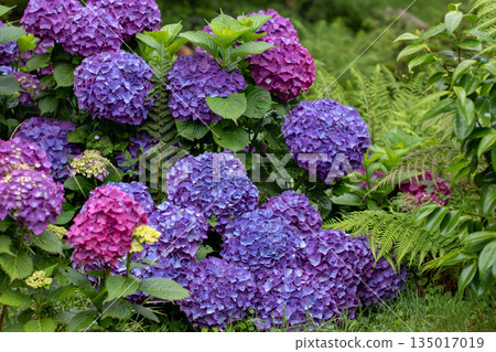 Huge purple hydrangea macrophylla blooms surrounded by lush ferns in garden Huge purple hydrangea macrophylla blooms surrounded by lush ferns in garden 135017019