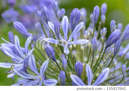 Blue agapanthus flowers with rain droplets in soft focus 135017042