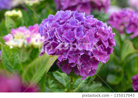 Purple hydrangea macrophylla flower clusters with blue centers 135017043