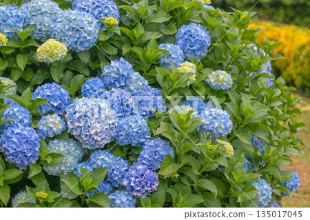 Blue hydrangea macrophylla branches with large flower heads and yellow buds Blue hydrangea macrophylla branches with large flower heads and yellow buds 135017045