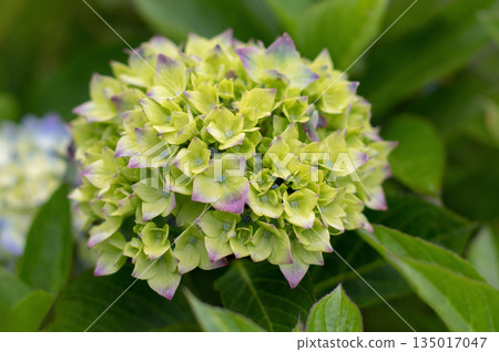 Emerging hydrangea macrophylla bloom with green yellow petals turning purple Emerging hydrangea macrophylla bloom with green yellow petals turning purple 135017047
