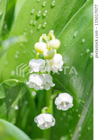 房子周圍鮮花盛開,四季各異。花園樹蔭下,小小的白色鈴蘭花也開始綻放。 房子周圍鮮花盛開,四季各異。花園樹蔭下,小小的白色鈴蘭花也開始綻放。 135017077