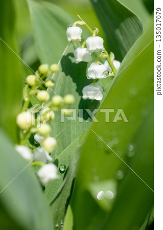 房子周圍鮮花盛開,四季各異。花園樹蔭下,小小的白色鈴蘭花也開始綻放。 房子周圍鮮花盛開,四季各異。花園樹蔭下,小小的白色鈴蘭花也開始綻放。 135017079