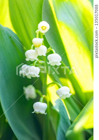房子周圍鮮花盛開，四季各異。花園樹蔭下，小小的白色鈴蘭花也開始綻放。 135017088