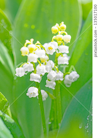 房子周圍鮮花盛開，四季各異。花園樹蔭下，小小的白色鈴蘭花也開始綻放。 135017100