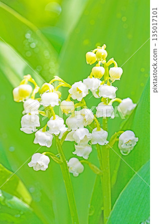 房子周圍鮮花盛開,四季各異。花園樹蔭下,小小的白色鈴蘭花也開始綻放。 房子周圍鮮花盛開,四季各異。花園樹蔭下,小小的白色鈴蘭花也開始綻放。 135017101