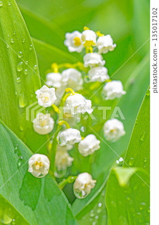 房子周圍鮮花盛開,四季各異。花園樹蔭下,小小的白色鈴蘭花也開始綻放。 房子周圍鮮花盛開,四季各異。花園樹蔭下,小小的白色鈴蘭花也開始綻放。 135017102