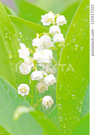 房子周圍鮮花盛開,四季各異。花園樹蔭下,小小的白色鈴蘭花也開始綻放。 房子周圍鮮花盛開,四季各異。花園樹蔭下,小小的白色鈴蘭花也開始綻放。 135017103