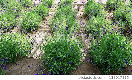 花開前的紫色薰衣草 花開前的紫色薰衣草 135017315