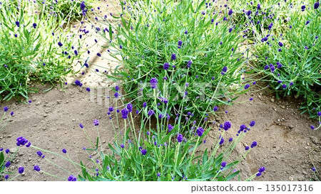 花開前的紫色薰衣草 花開前的紫色薰衣草 135017316