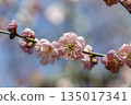 Pink plum blossoms (red plum, close-up) blooming against a backdrop of blue sky and bokeh 135017341