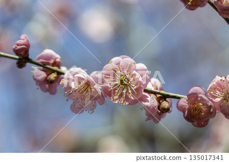 Pink plum blossoms (red plum, close-up) blooming against a backdrop of blue sky and bokeh Pink plum blossoms (red plum, close-up) blooming against a backdrop of blue sky and bokeh 135017341