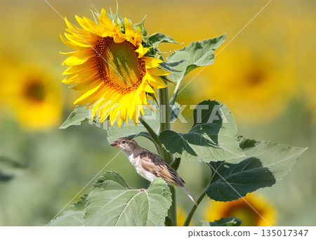 The nearly invisible house sparrow (Passer domesticus) The nearly invisible house sparrow (Passer domesticus) 135017347