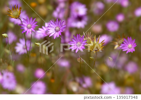 Xeranthemum annuum Xeranthemum annuum 135017348