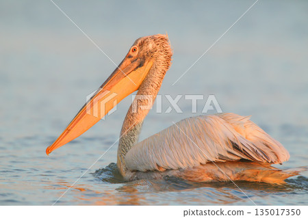 Dalmatian pelican (Pelecanus crispus) Dalmatian pelican (Pelecanus crispus) 135017350