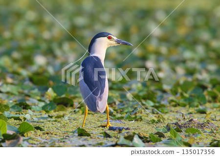 Portrait of black-crowned night heron (Nycticorax nycticorax) 135017356