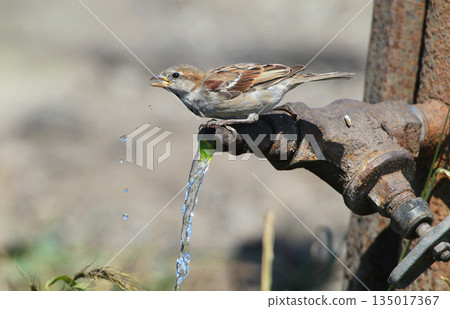 house sparrow (Passer domesticus) house sparrow (Passer domesticus) 135017367