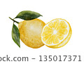 Lemons whole and cut watercolor composition. Hand drawn tropical sour fruit. Clip art of juicy yellow lime. Citrus on isolated white background. Ideal for logo and packaging of natural cosmetics 135017371