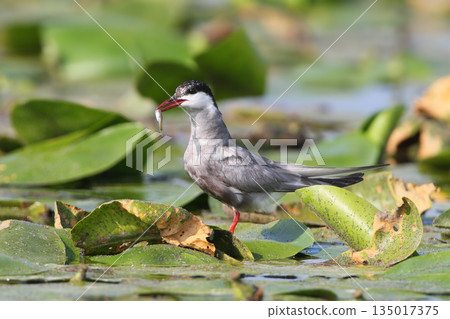 whiskered tern (Chlidonias hybrida) 135017375