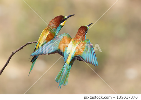 European bee-eater (Merops apiaster) 135017376