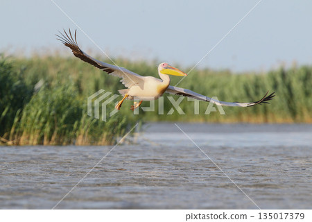 great white pelican (Pelecanus onocrotalus) great white pelican (Pelecanus onocrotalus) 135017379
